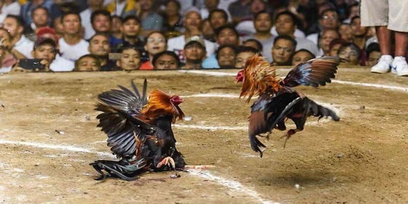 Kết quả cuối cùng của trận gà 15 tỷ của Mít Trà Cú