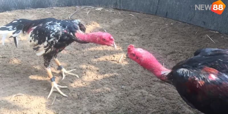 đá gà chọi Đá gà chọi là gì?