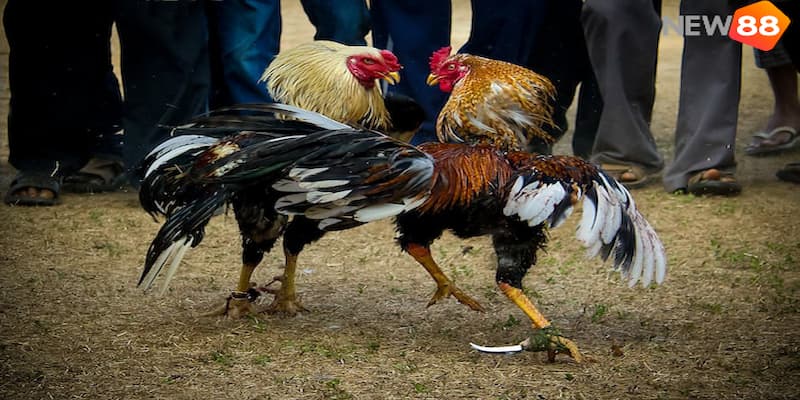 đá gà chọi Khám phá các hình thức đá gà chọi