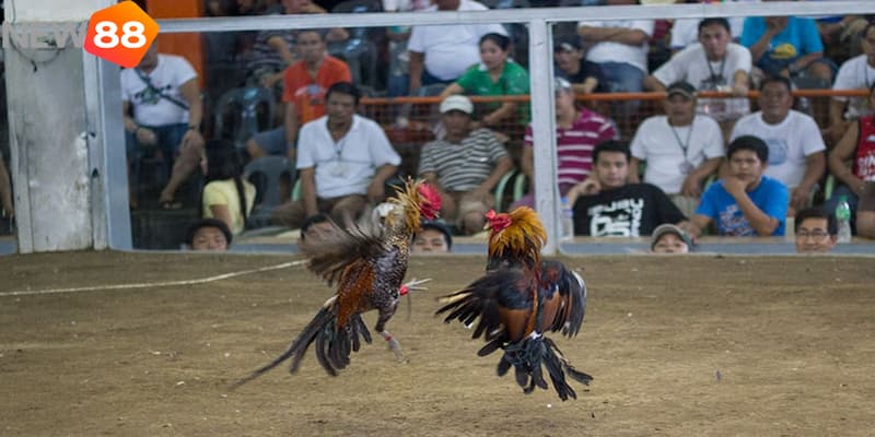 trực tiếp đá gà cựa dao Trực tiếp đá gà cựa dao là gì?