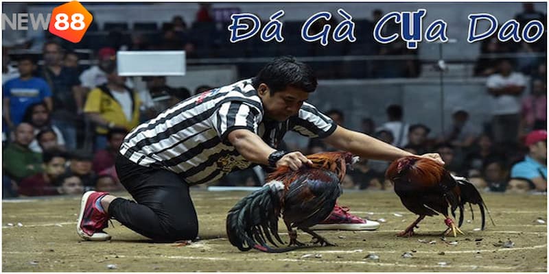 trực tiếp đá gà cựa dao Khám phá luật chơi đá gà cựa dao ở Philippines