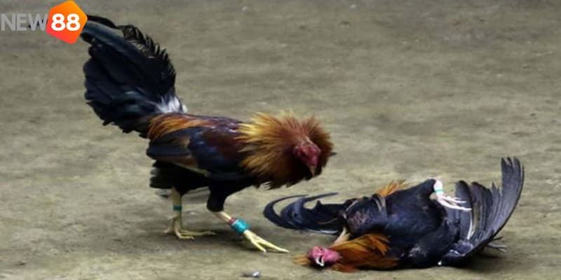 trực tiếp đá gà cựa dao Những lý do bạn nên tham gia xem trực tiếp đá gà cựa dao