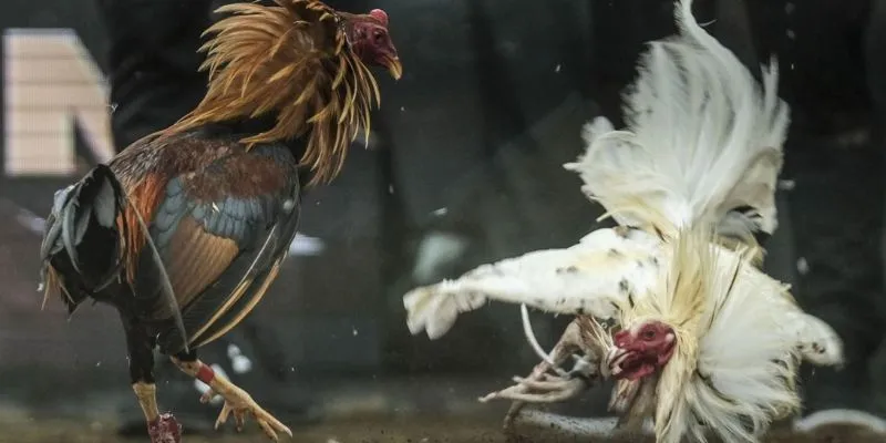 Tìm hiểu vài nét về đá gà Campuchia 