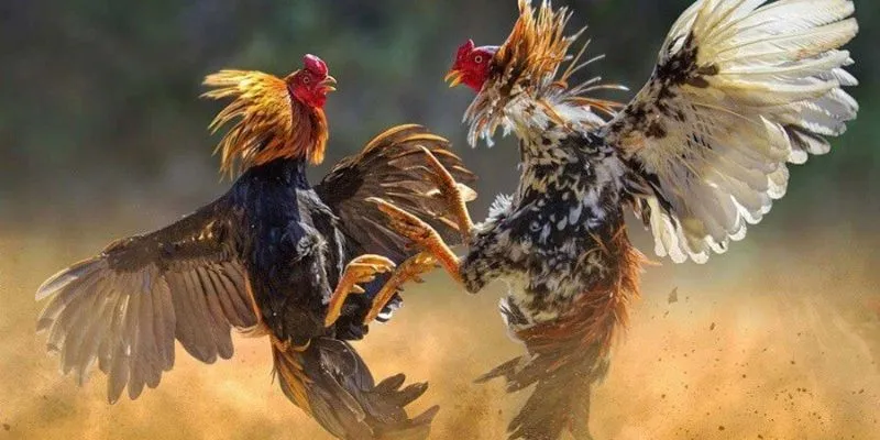 Tổng hợp luật chơi đá gà Campuchia trực tiếp