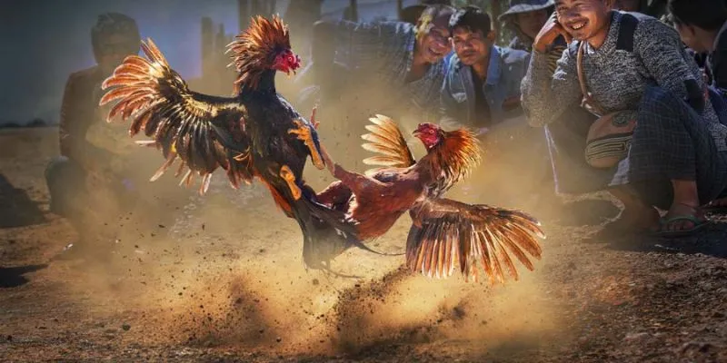 Khám phá thủ thuật cược đá gà Campuchia trực tiếp hiệu quả