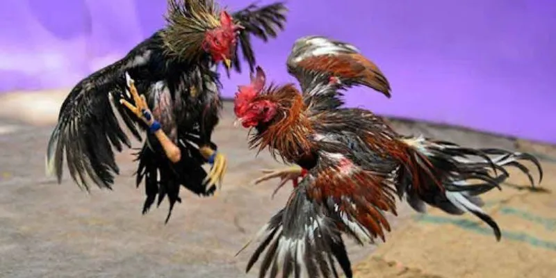 Khám phá những điều cần biết trước khi chơi cá cược đá gà cựa sắt
