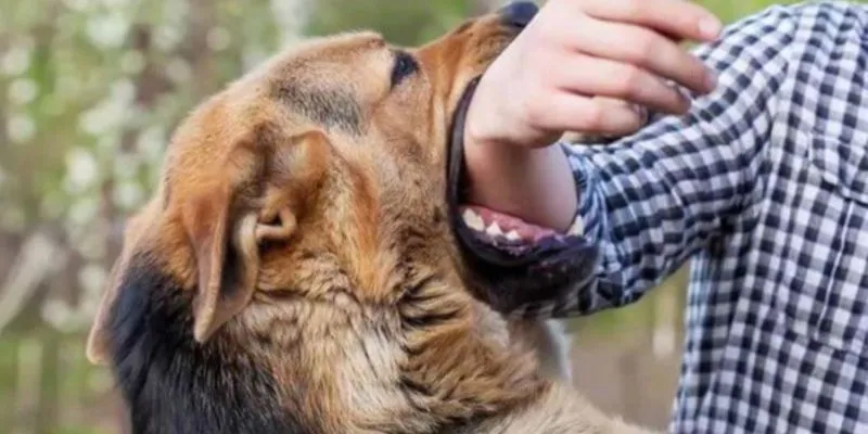 Ý nghĩa giấc mơ thấy chó cắn theo từng trường hợp