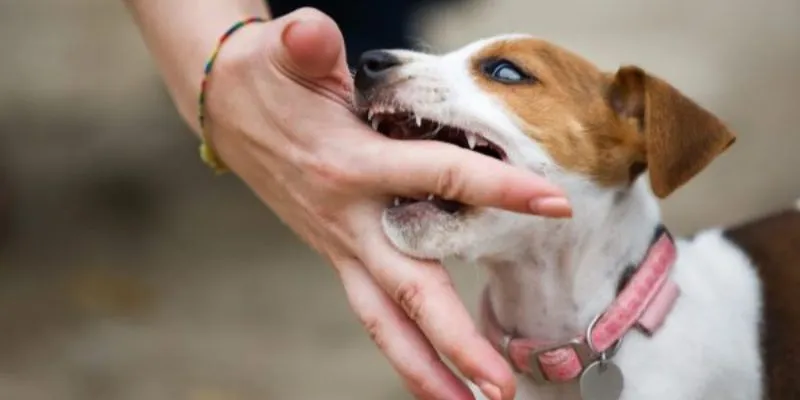 Giải mã ý nghĩa nằm mơ thấy chó cắn vào chân