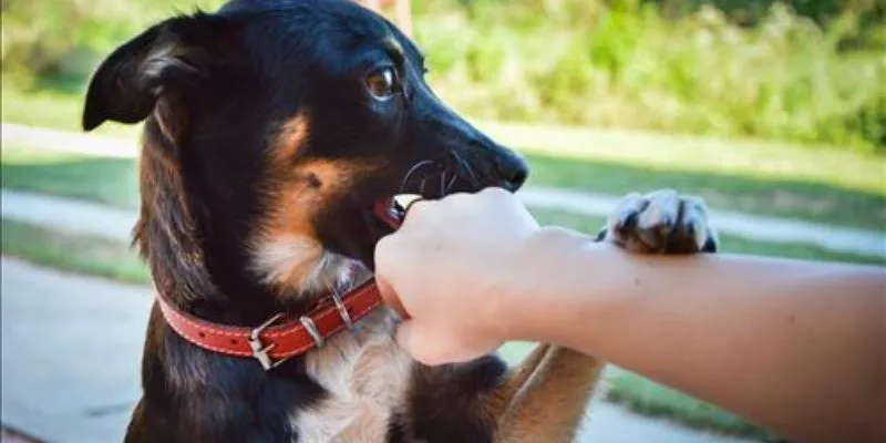 Tổng hợp những con số tài lộc khi nằm mơ thấy chó cắn