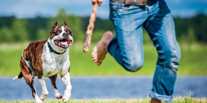 Tìm hiểu những điềm báo khi nằm mơ thấy chó đuổi