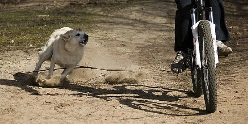 Khám phá các con số tài vận từ giấc mơ thấy chó đuổi