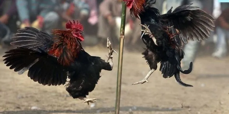 Tất tần tật về luật chơi trực tiếp đá gà Thomo