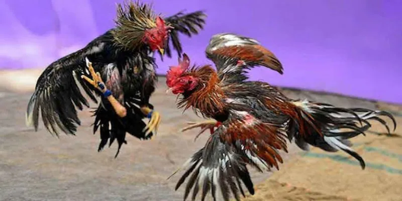 Khám phá cách chọn kèo trực tiếp đá gà Thomo chính xác