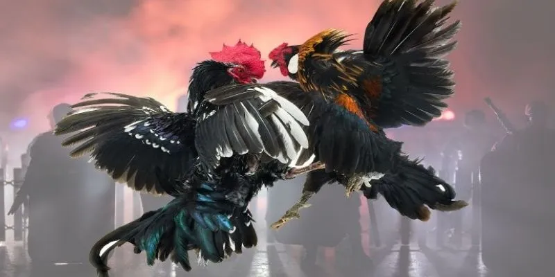 Khám phá các quy tắc và luật chơi cá cược đá gà tre