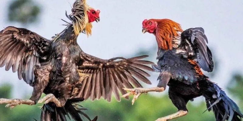 Hướng dẫn cách chọn gà tre đá tốt để cá cược thành công