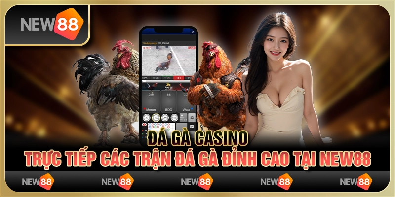 Đá gà Casino - Trực tiếp các trận đá gà đỉnh cao tại New88