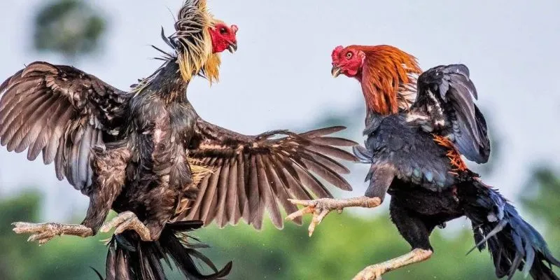 Một số thông tin cơ bản về cá cược đá gà