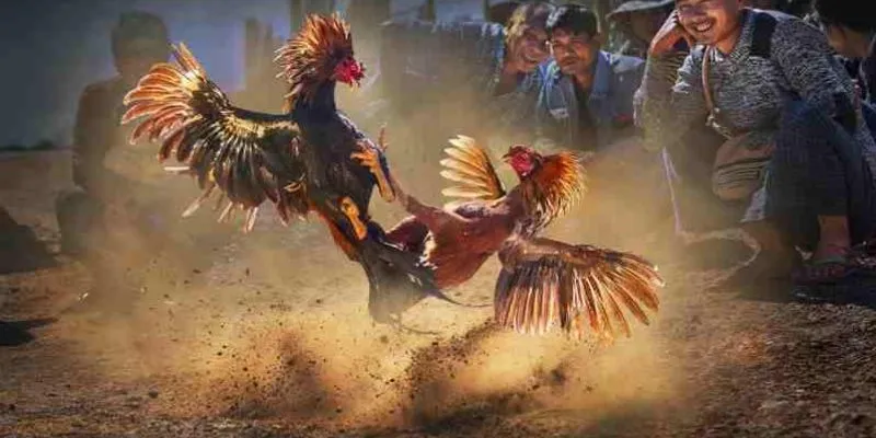 Tìm hiểu chiến thuật chơi đá gà hiệu quả nhất