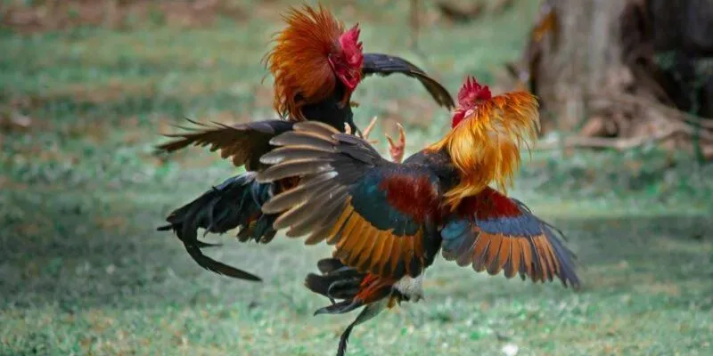 Mẹo đặt cược thông minh trong đá gà 