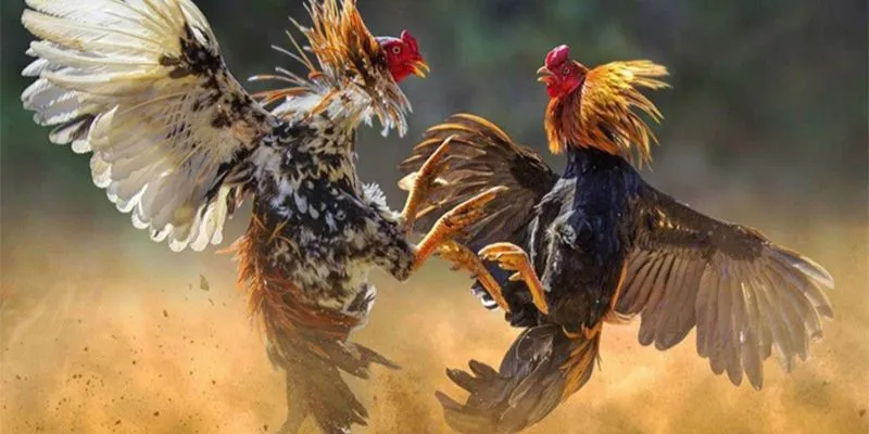 Khám phá các loại hình cá cược đá gà trên mạng