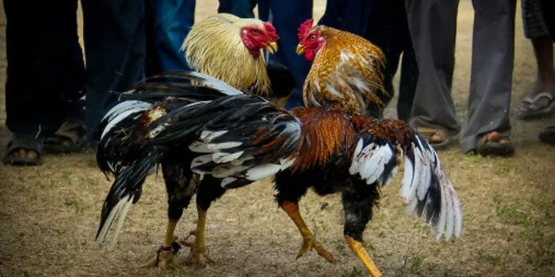 Tìm hiểu quy định khi cá cược đá gà trên mạng 