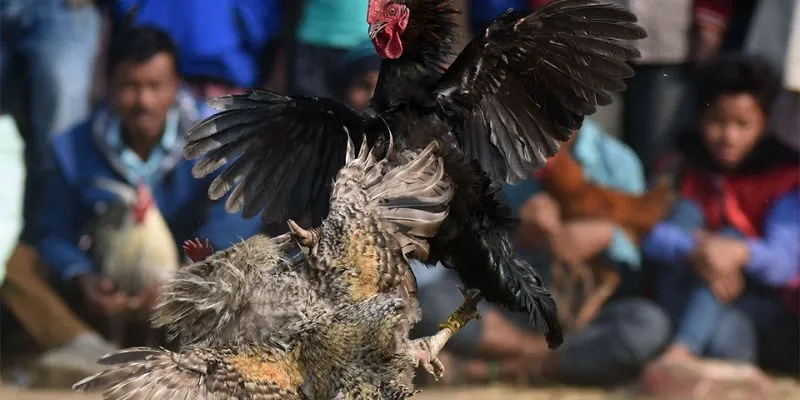 Cách tham gia cá cược đá gà tại New 88