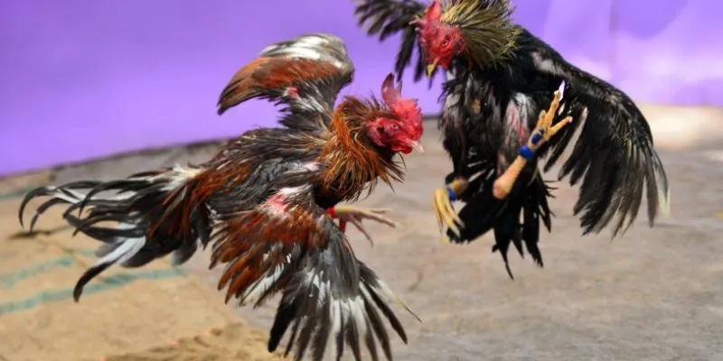 Mẹo đặt cược đá gà campuchia hiệu quả