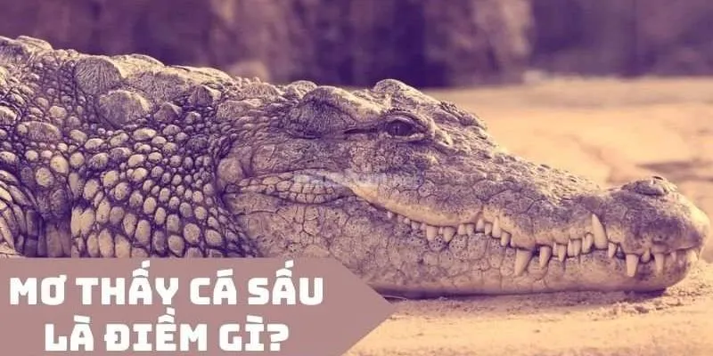 Ý nghĩa các trường hợp khi nằm mơ thấy cá sấu 