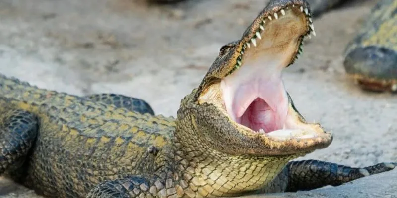 Ý nghĩa khi nằm mơ thấy mình giết cá sấu