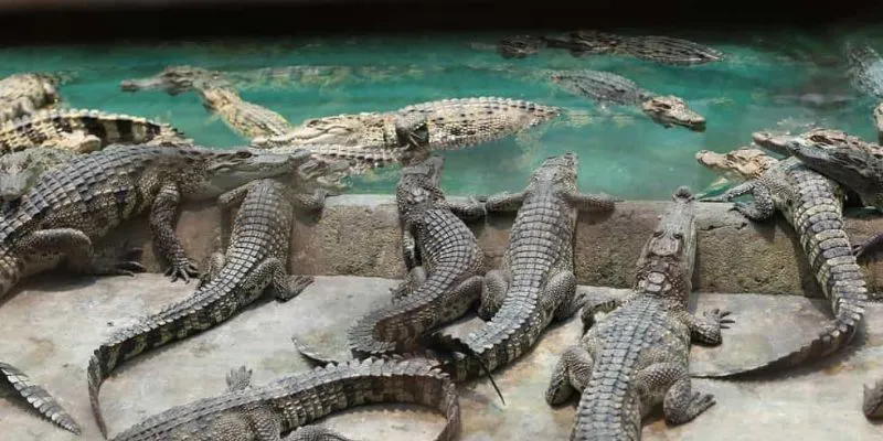 Các con số may mắn tương ứng khi nằm mơ cá sấu