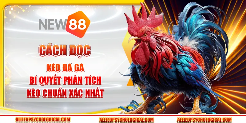 Cách đọc kèo đá gà - Bí quyết phân tích kèo chuẩn xác nhất