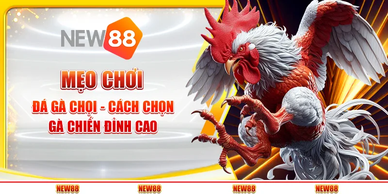 Mẹo chơi đá gà chọi - Cách chọn gà chiến đỉnh cao