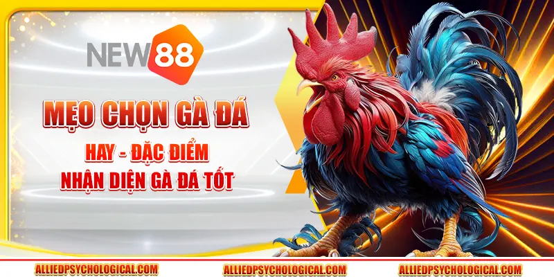 Mẹo chọn gà đá hay - Đặc điểm nhận diện gà đá tốt