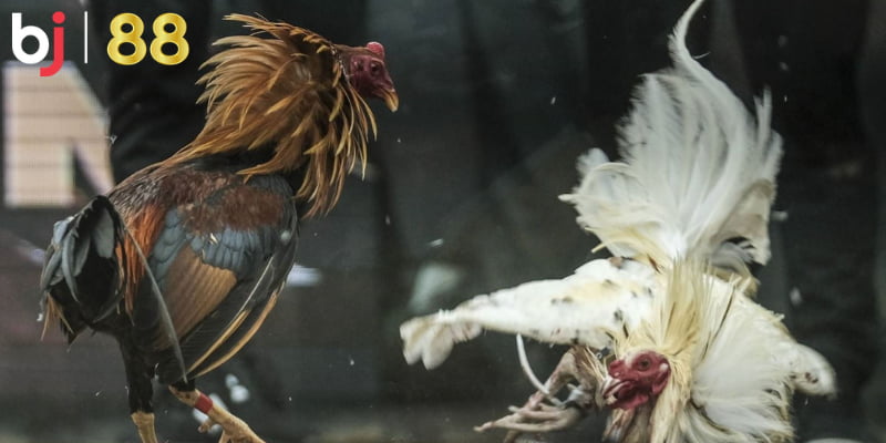 5 chiến thuật chinh phục phần thưởng đá gà tại BJ88