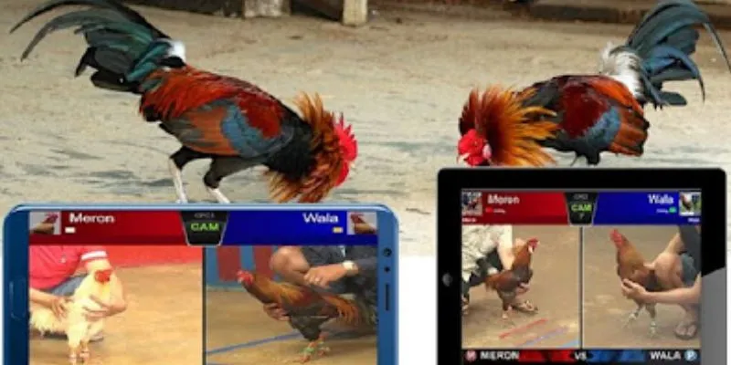 Điểm danh các loại kèo đá gà thường gặp