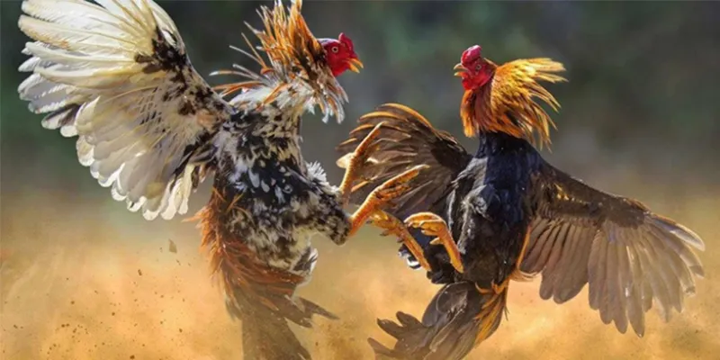 Đá gà Campuchia Bong88