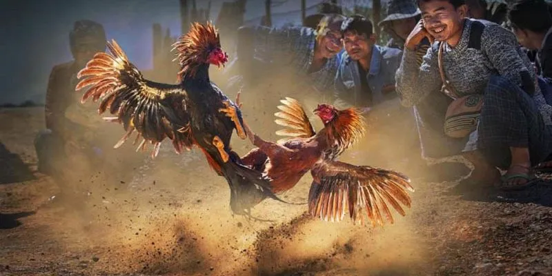 Tính chất cá cược đẳng cấp