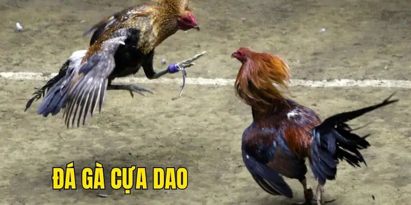 Khái quát về trận chiến đá gà cựa dao