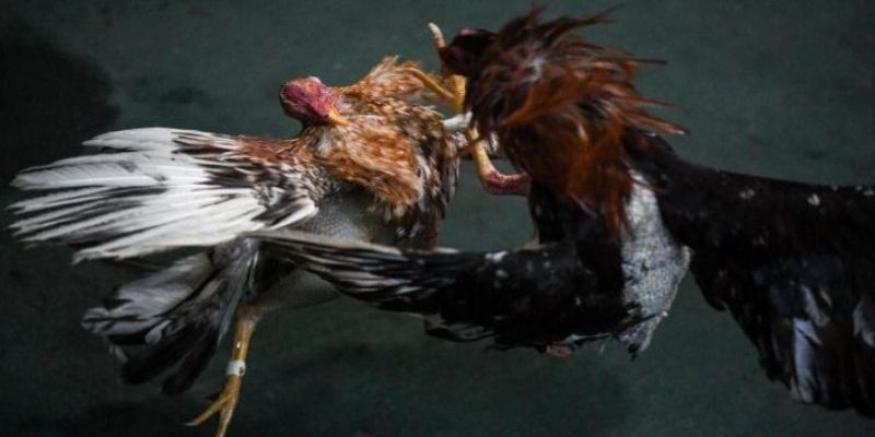 Quy trình tiến hành cược đá gà tại nhà cái