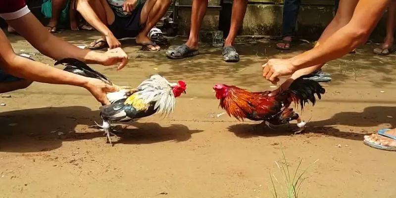 Tìm hiểu các kèo cược đá gà Mỹ phổ biến