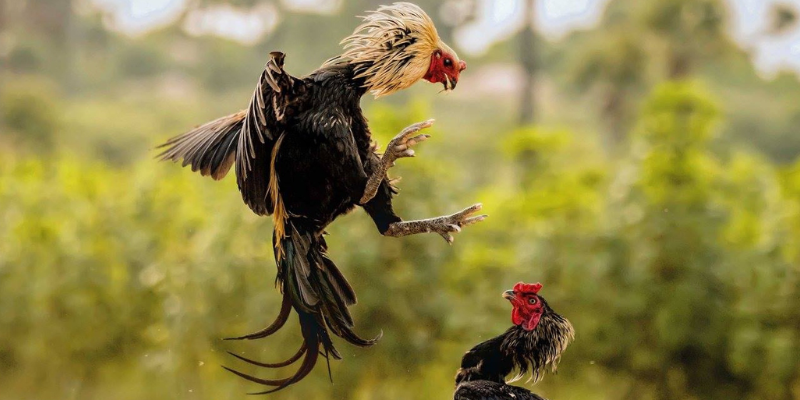 Trận đấu đá gà trực tiếp casino kịch tính với sự tham gia