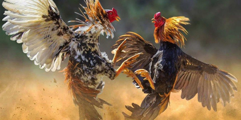 Giao diện cá cược đá gà trực tuyến tại nhà cái