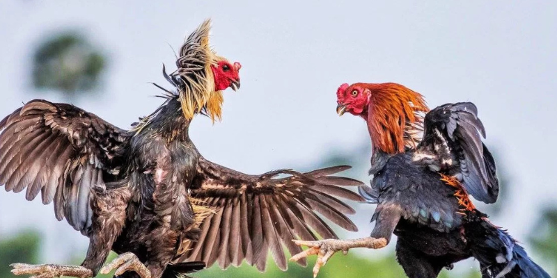 Người chơi theo dõi trận đá gà trực tiếp qua video chất lượng cao