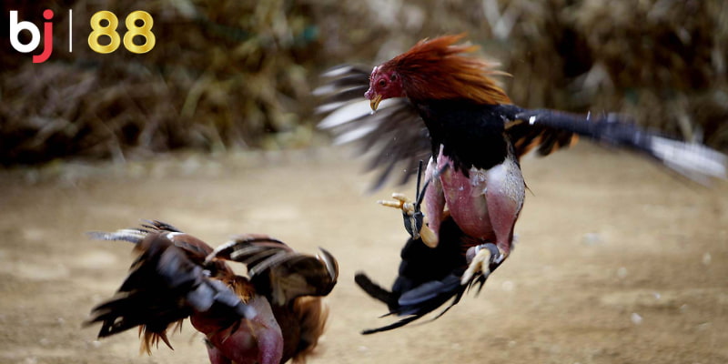 Đá gà truyền thống – nét đặc trưng không thể thiếu