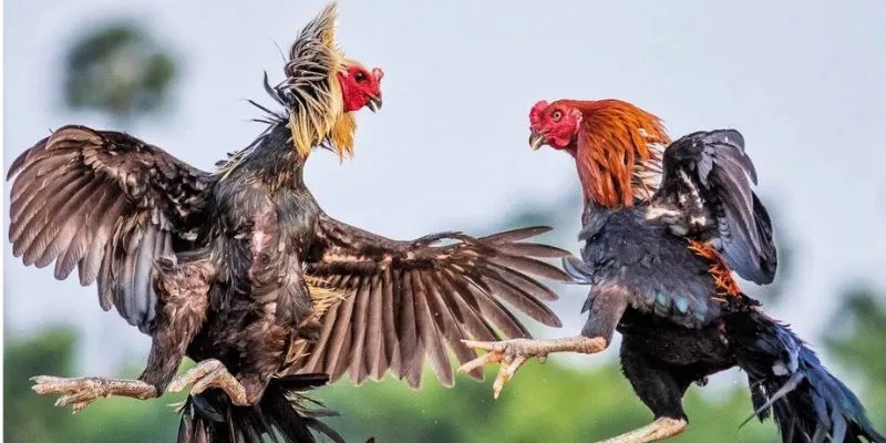 diem-danh-cac-loai-hinh-ca-cuoc-da-ga-duoc-su-dung-pho-bien-philippines