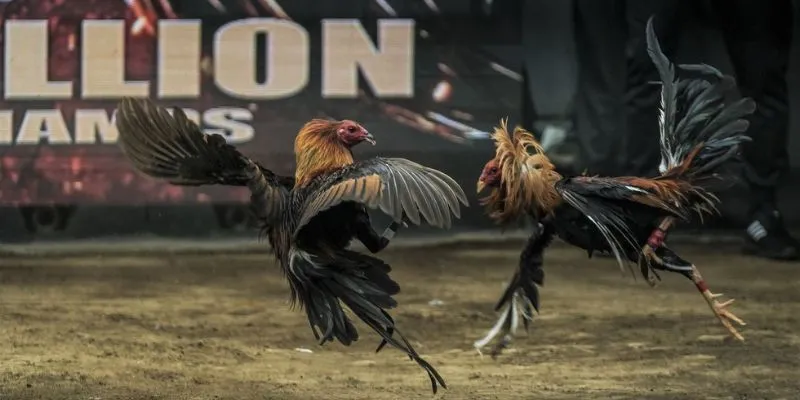 giai-ma-thong-tin-ve-hinh-thuc-ca-cuoc-da-ga-philippines-dinh-dam-2025