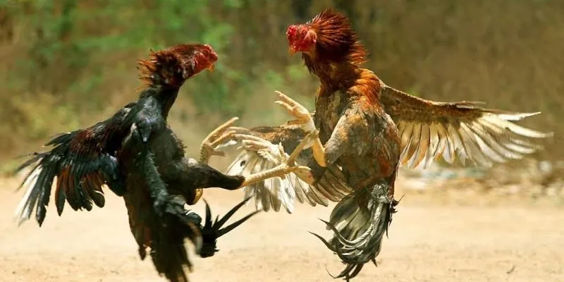 Tổng hợp các giống gà đá nổi tiếng hay cá cược