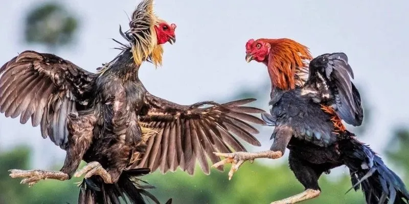 Tổng hợp mẹo chọn gà đá hay từ cao thủ