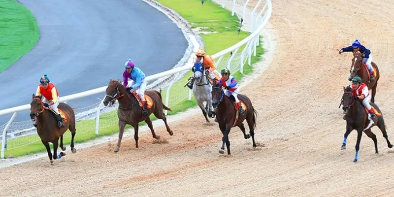 Khám phá mẹo đặt cược đua ngựa hiệu quả