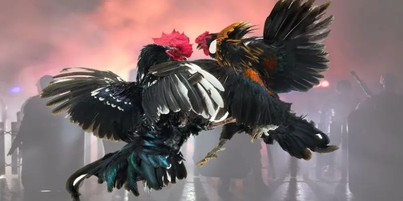 Tìm hiểu mẹo soi lịch sử gà chiến hiệu quả